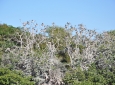 Lake Sibaya - Whitebreasted Comorant breeding colony