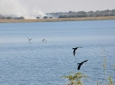 Lake Sibaya - Whitebreasted Comorants