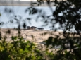 Lake Sibaya - Hippo family