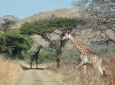Hluhluwe Game Reserve - Giraffe