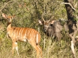 Hluhluwe Game Reserve - Nyala