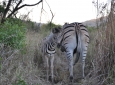 Hluhluwe Game Reserve - Zebra